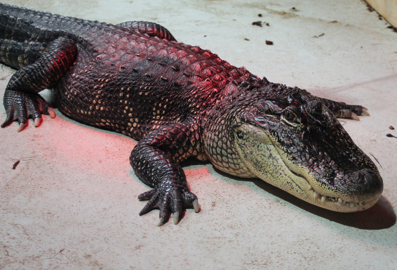 Mississippi alligator
