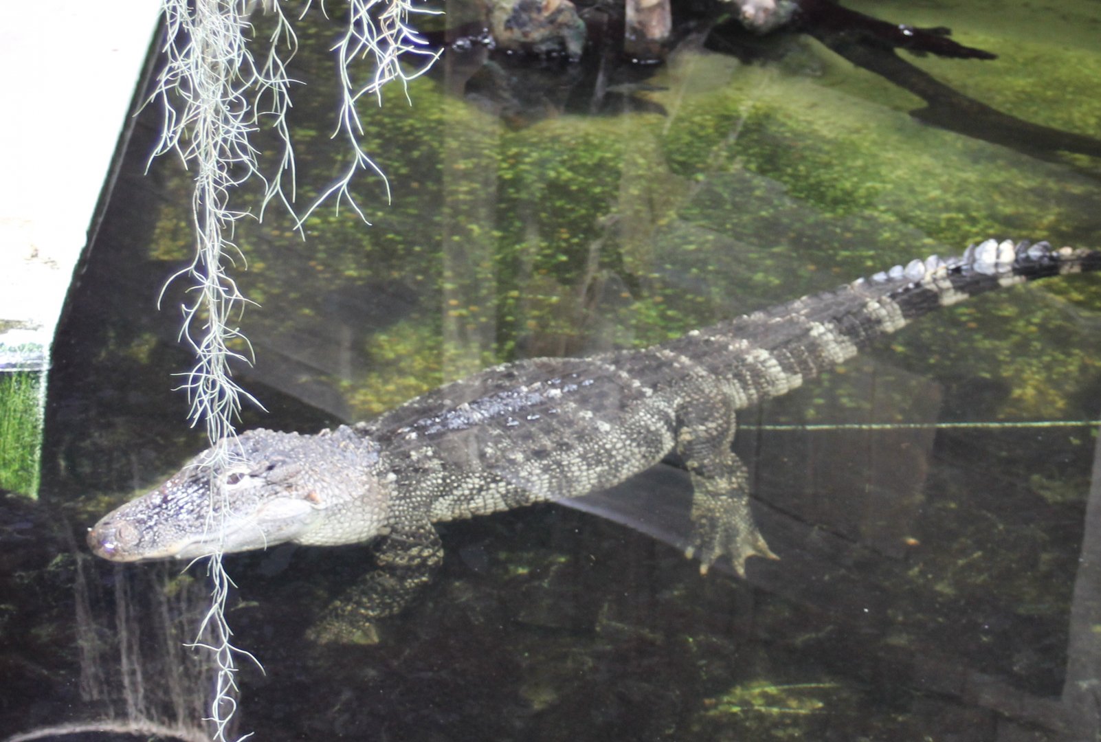 Mississippi alligator