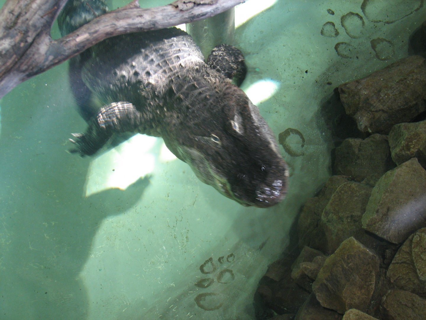 Mississippi alligator