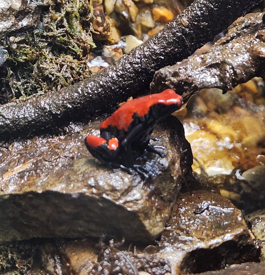 Mississippi Aquarium - Adelphobates galactonotus