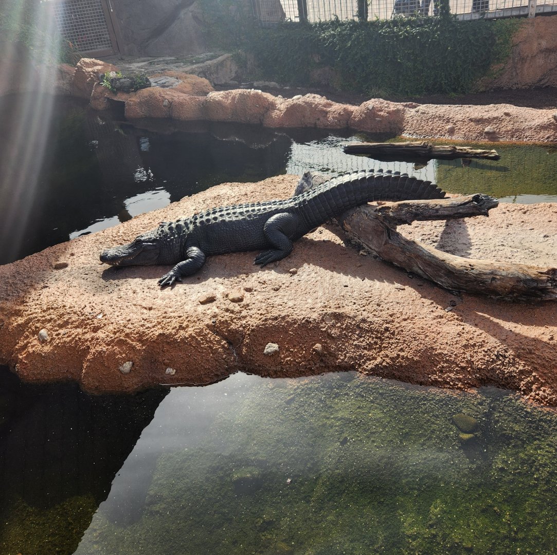 Mississippi Aquarium - American Alligator