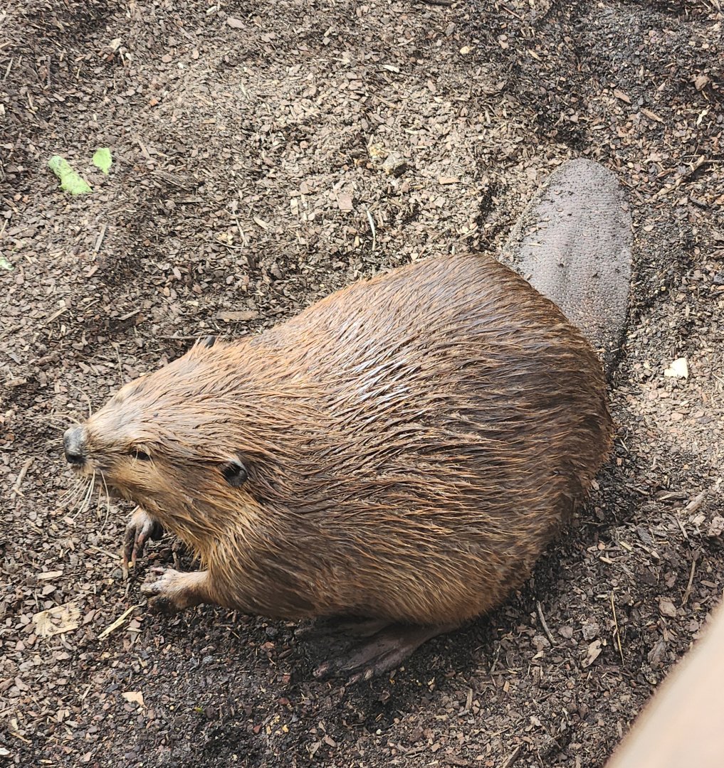 Mississippi Aquarium - American Beaver