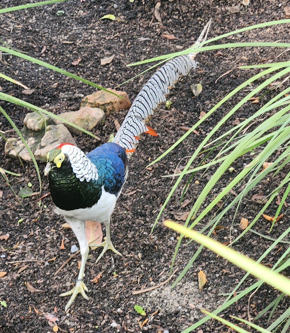 Mississippi Aquarium - Amherst's Pheasant