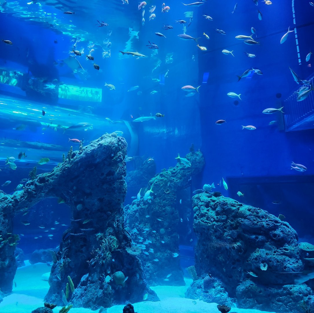 Mississippi Aquarium - Aquatic Wonders (main tank)