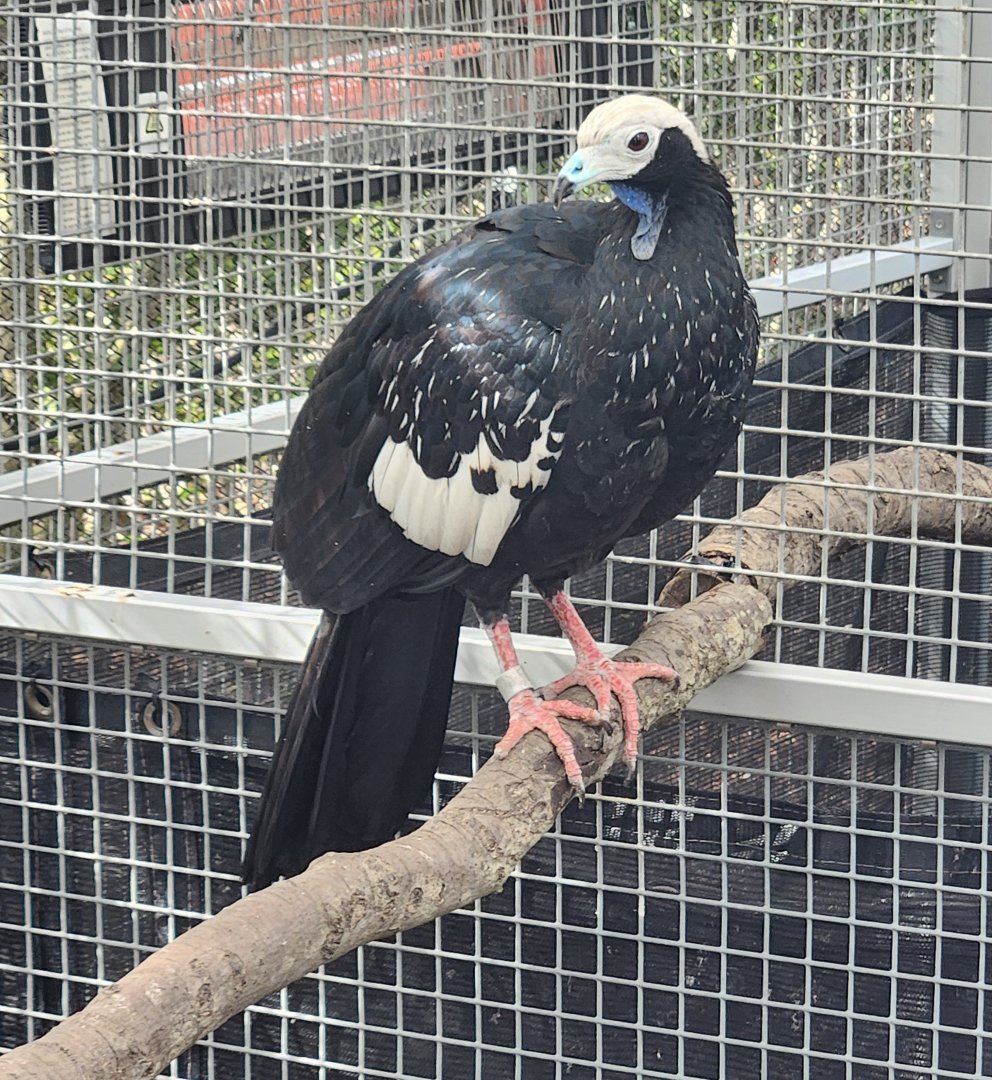Mississippi Aquarium - Blue-throated Piping Guan