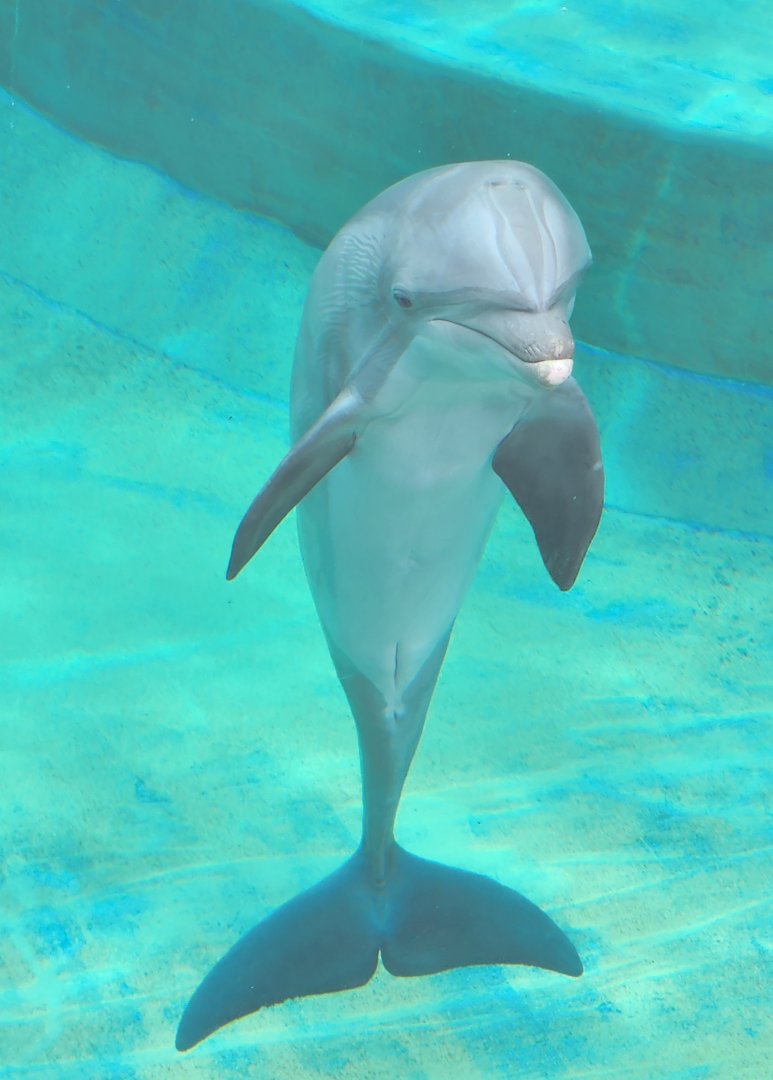 Mississippi Aquarium - Bottlenose Dolphin during show