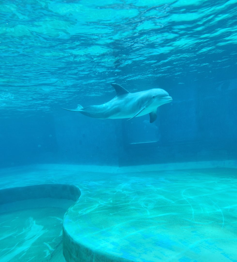 Mississippi Aquarium - Bottlenose Dolphin