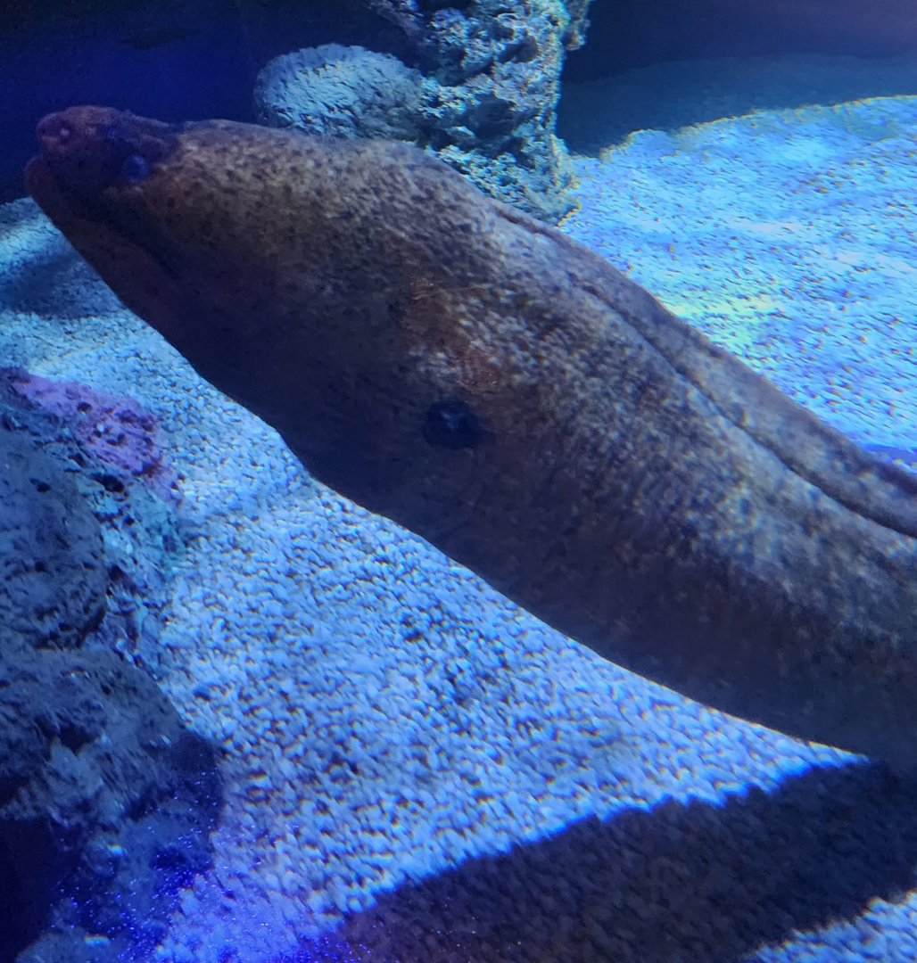 Mississippi Aquarium - California Moray