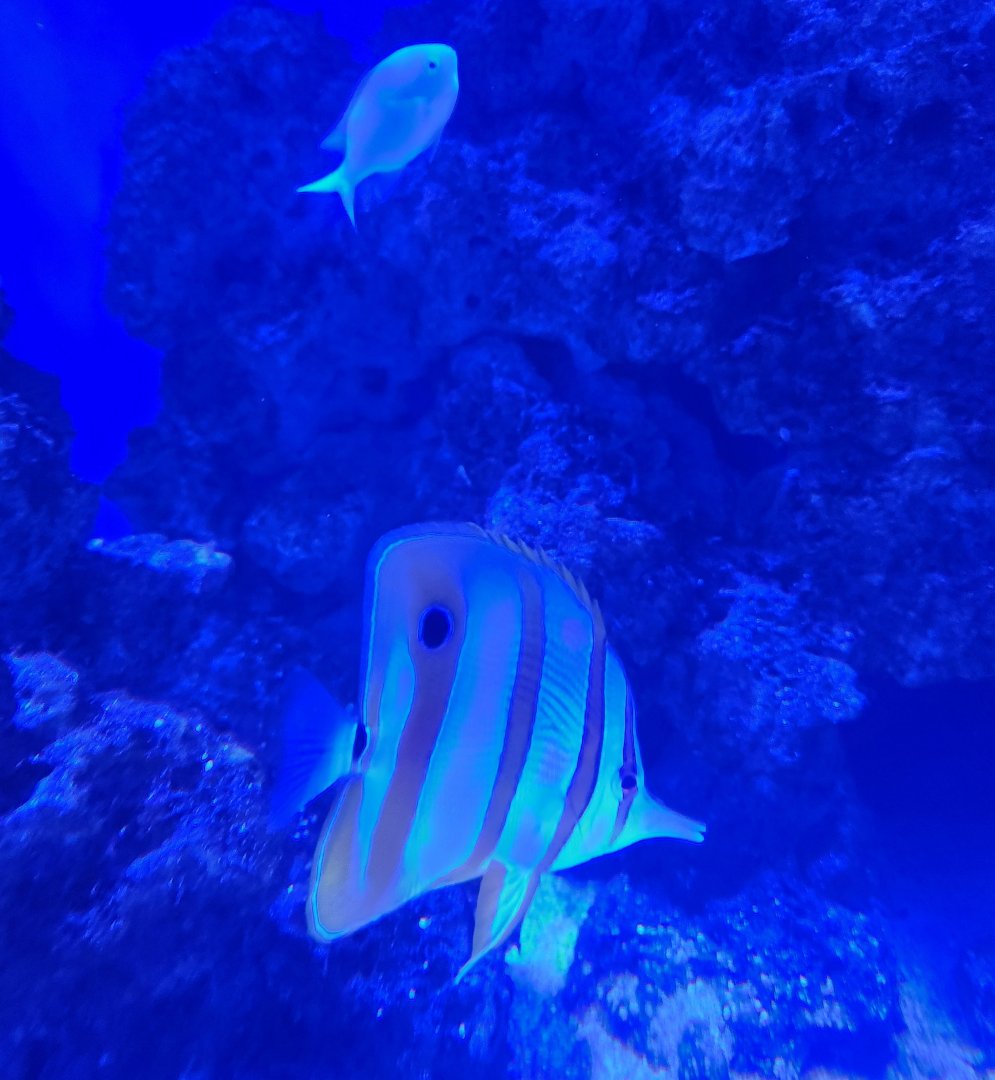 Mississippi Aquarium - Chelmon rostratus