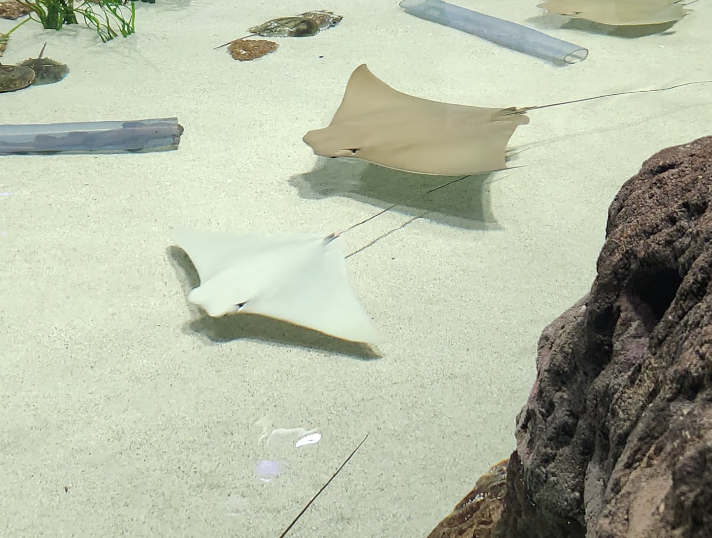 Mississippi Aquarium - Cownose Rays