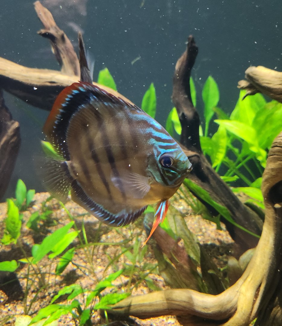 Mississippi Aquarium - Discus