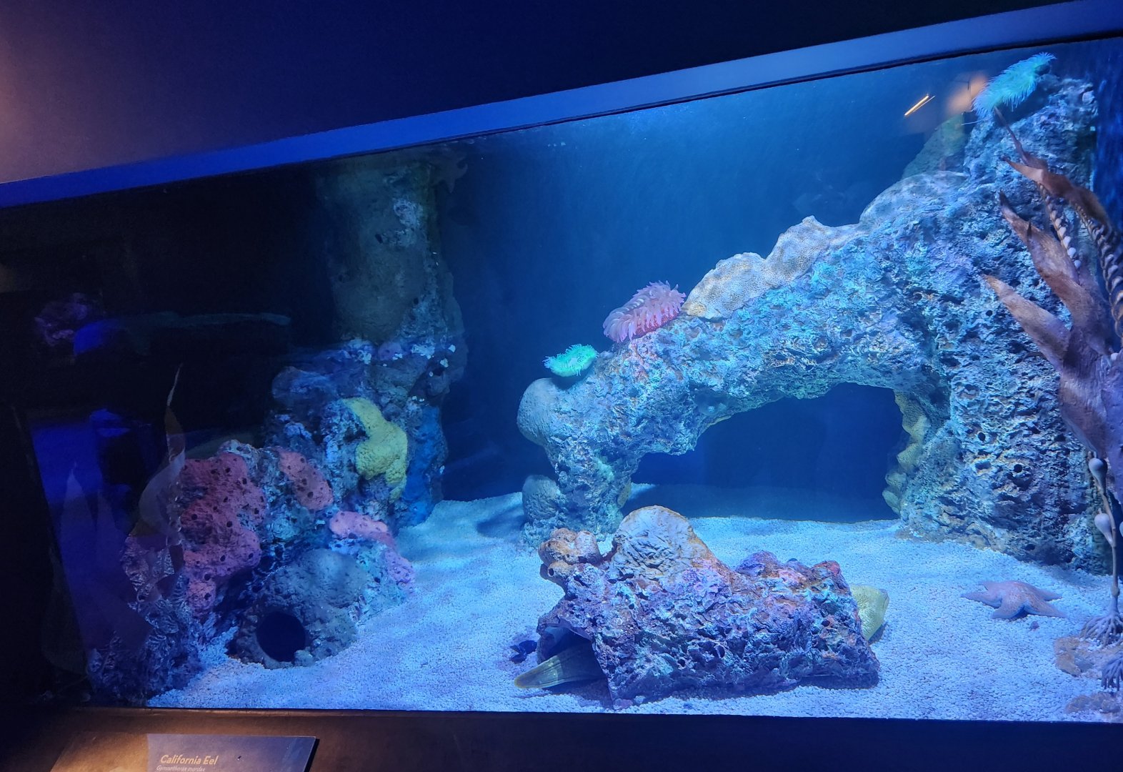 Mississippi Aquarium - Eel tank