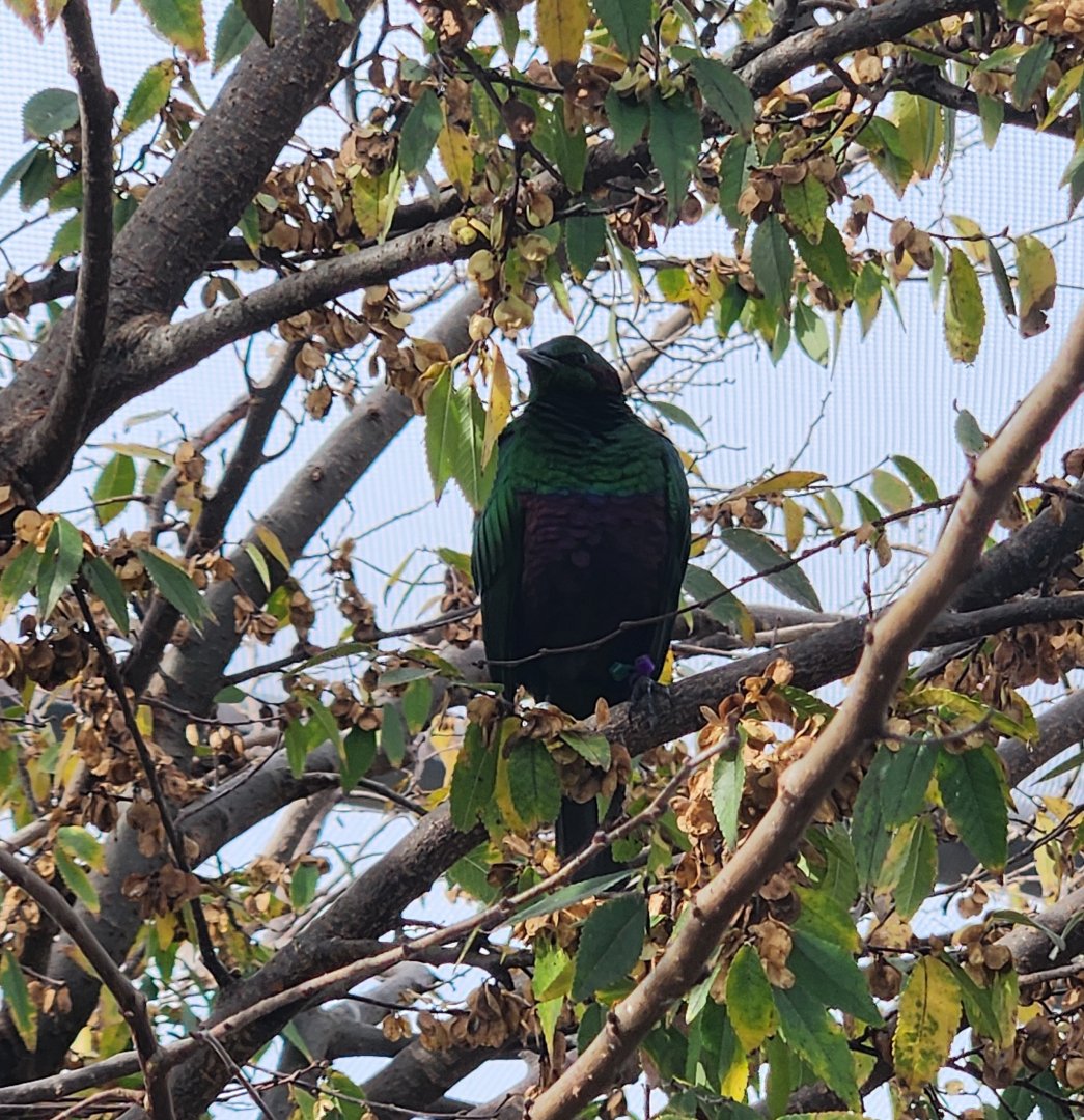 Mississippi Aquarium - Emerald Starling
