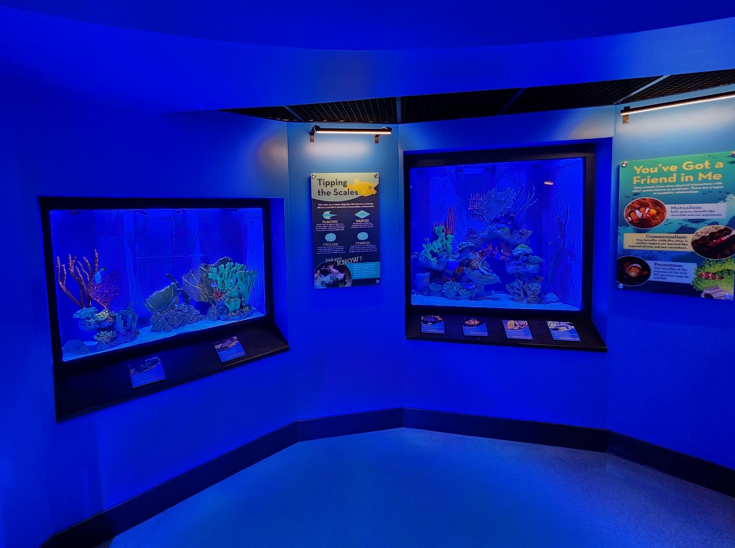 Mississippi Aquarium - Fish tanks