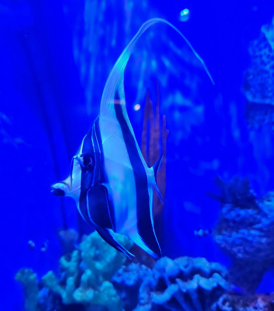 Mississippi Aquarium - Fish