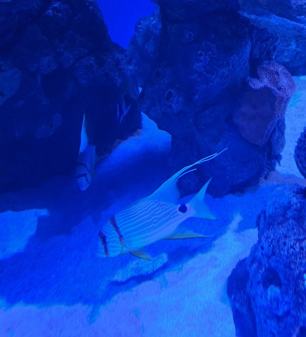 Mississippi Aquarium - Fish