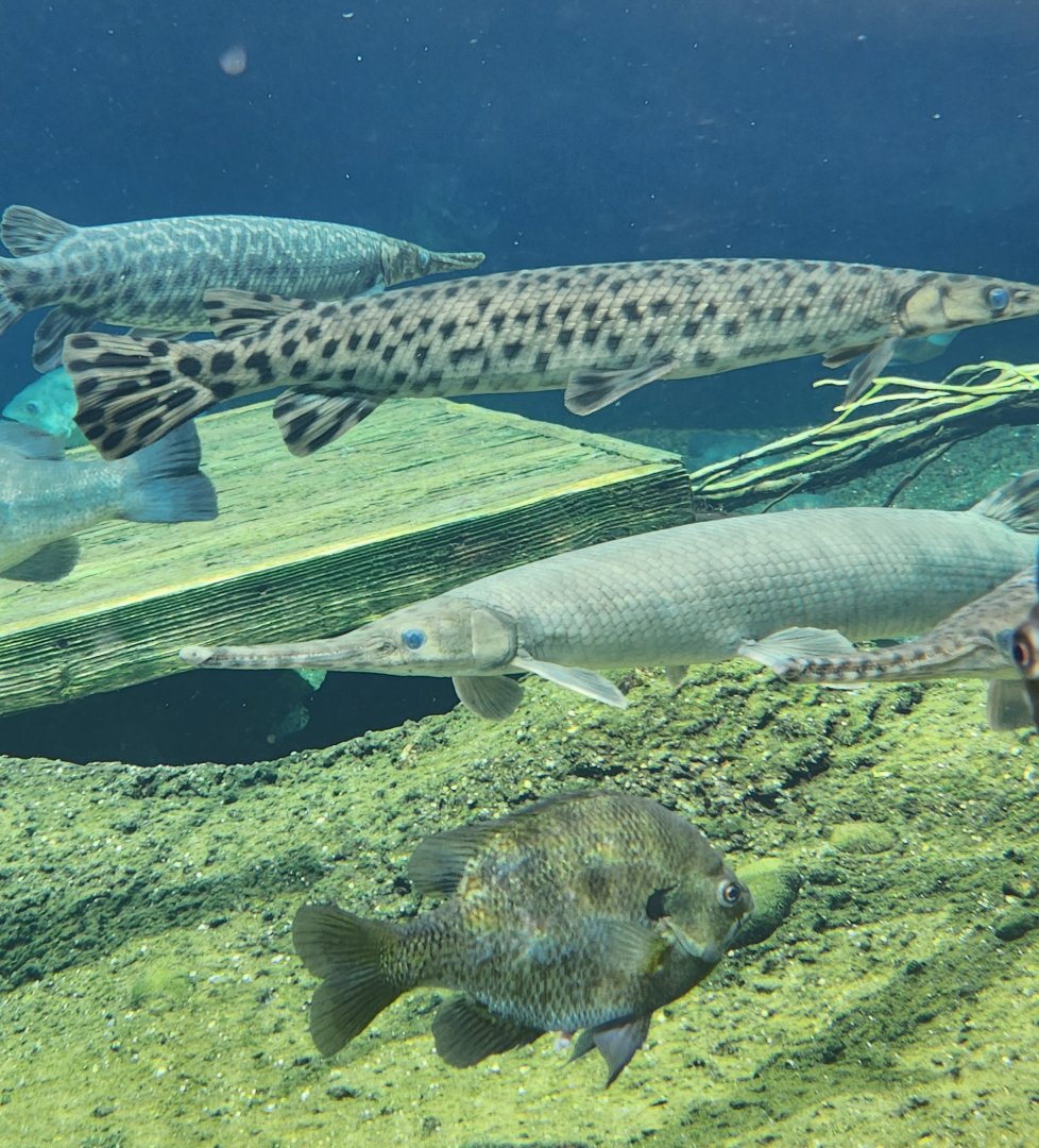 Mississippi Aquarium - Gars