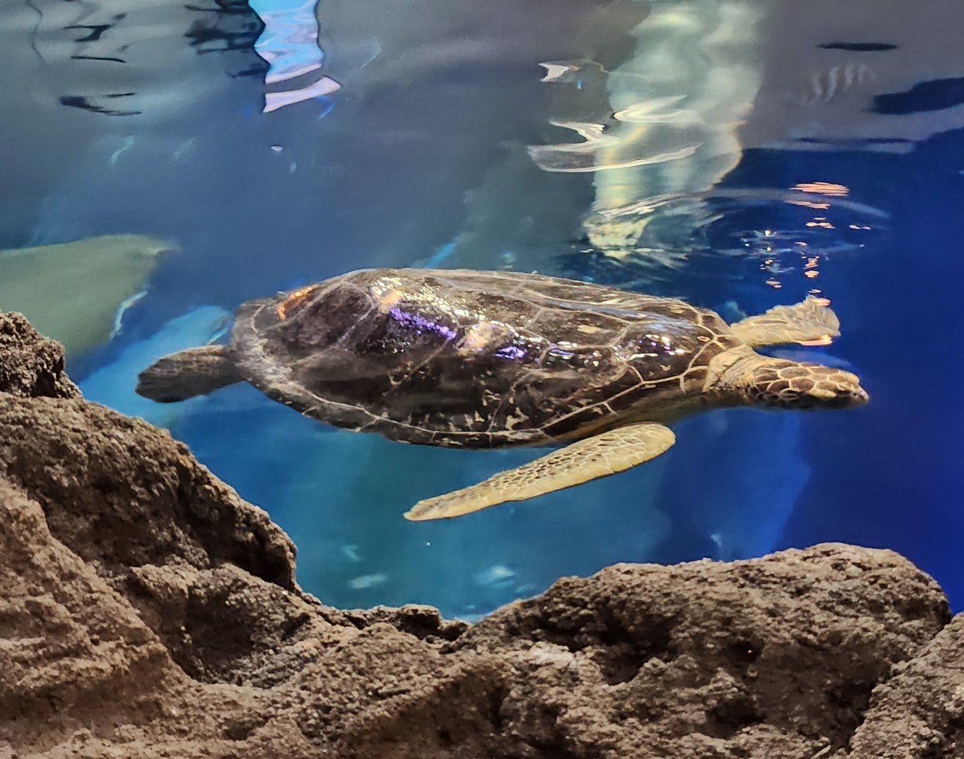 Mississippi Aquarium - Green Sea Turtle