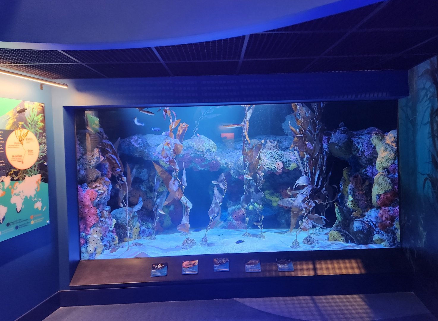 Mississippi Aquarium - Kelp tank