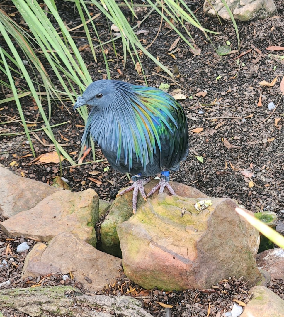 Mississippi Aquarium - Nicobar Pigeon