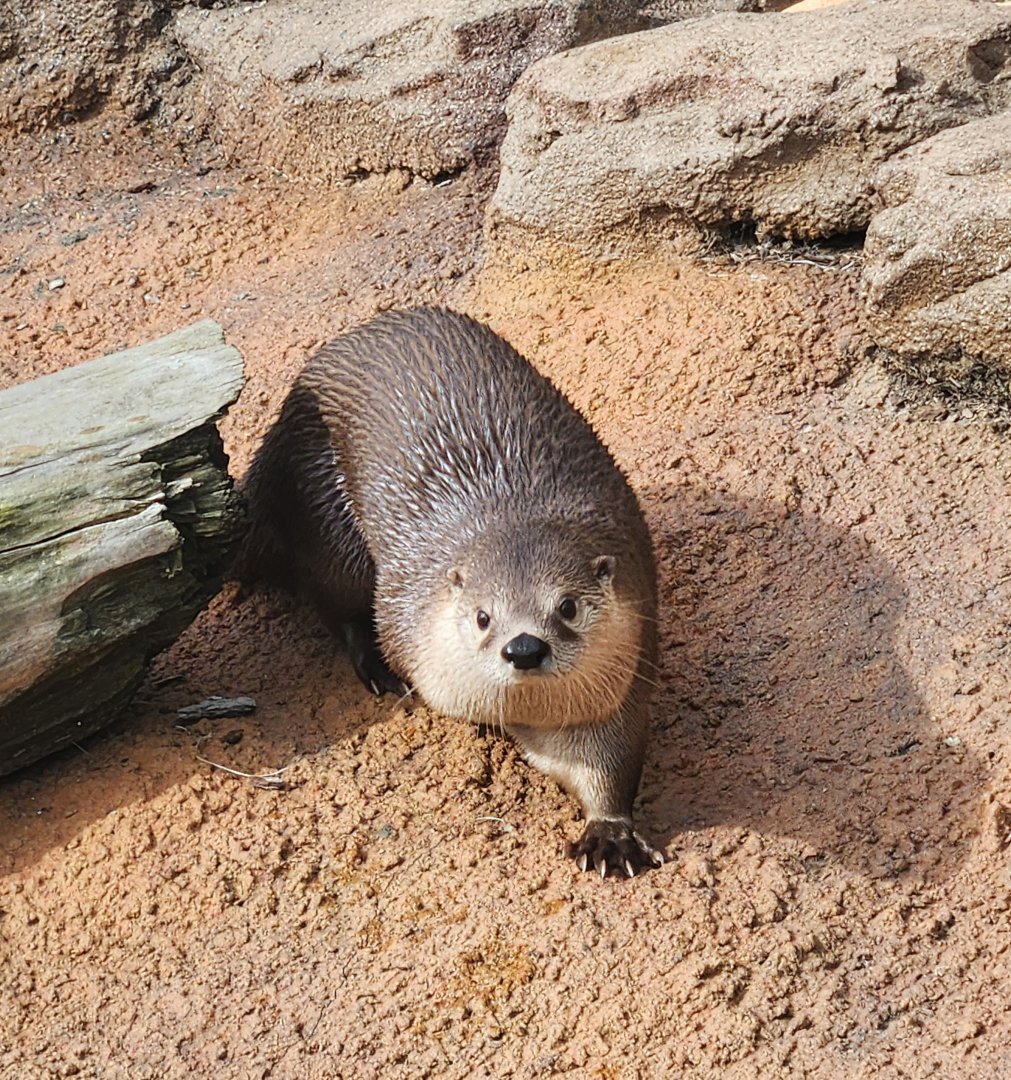 Mississippi Aquarium - North American River Otter