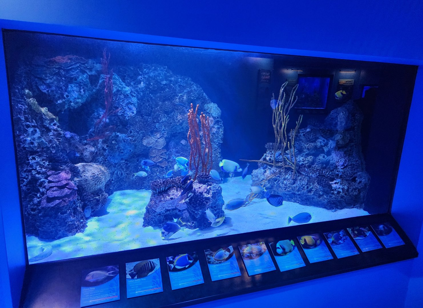 Mississippi Aquarium - Reef tank