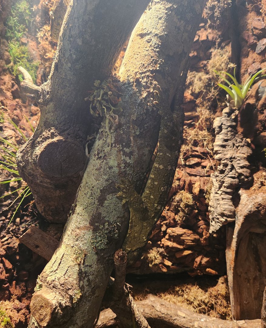 Mississippi Aquarium - Rhacodactylus leachianus