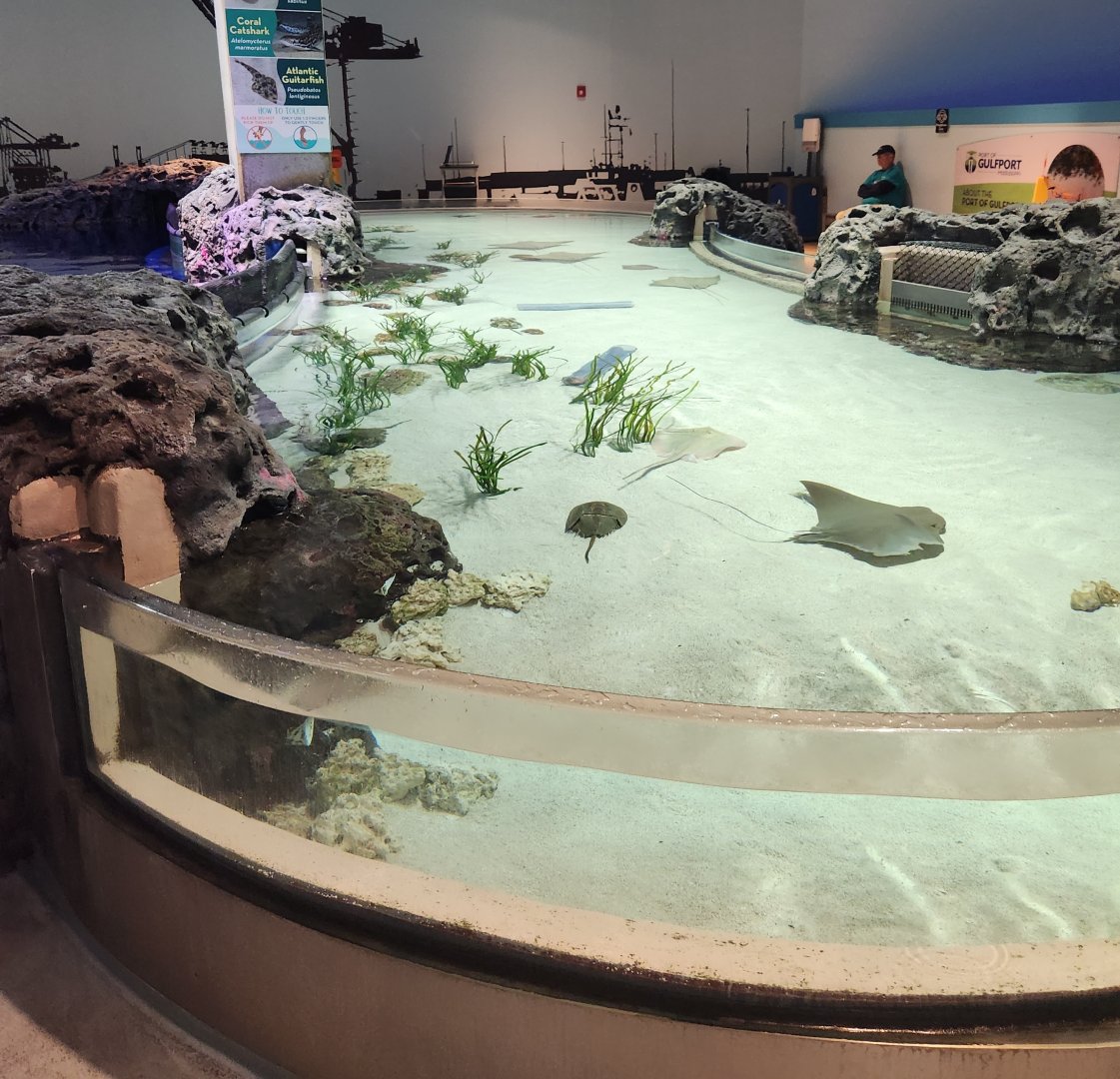 Mississippi Aquarium - Shark & ray touch tank