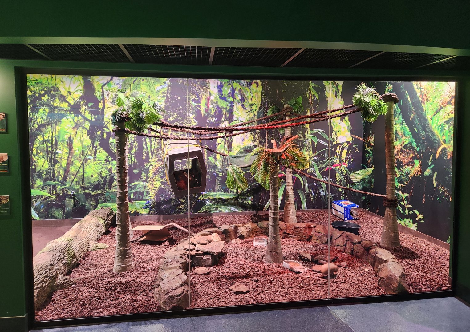 Mississippi Aquarium - Sloth & Armadillo exhibit