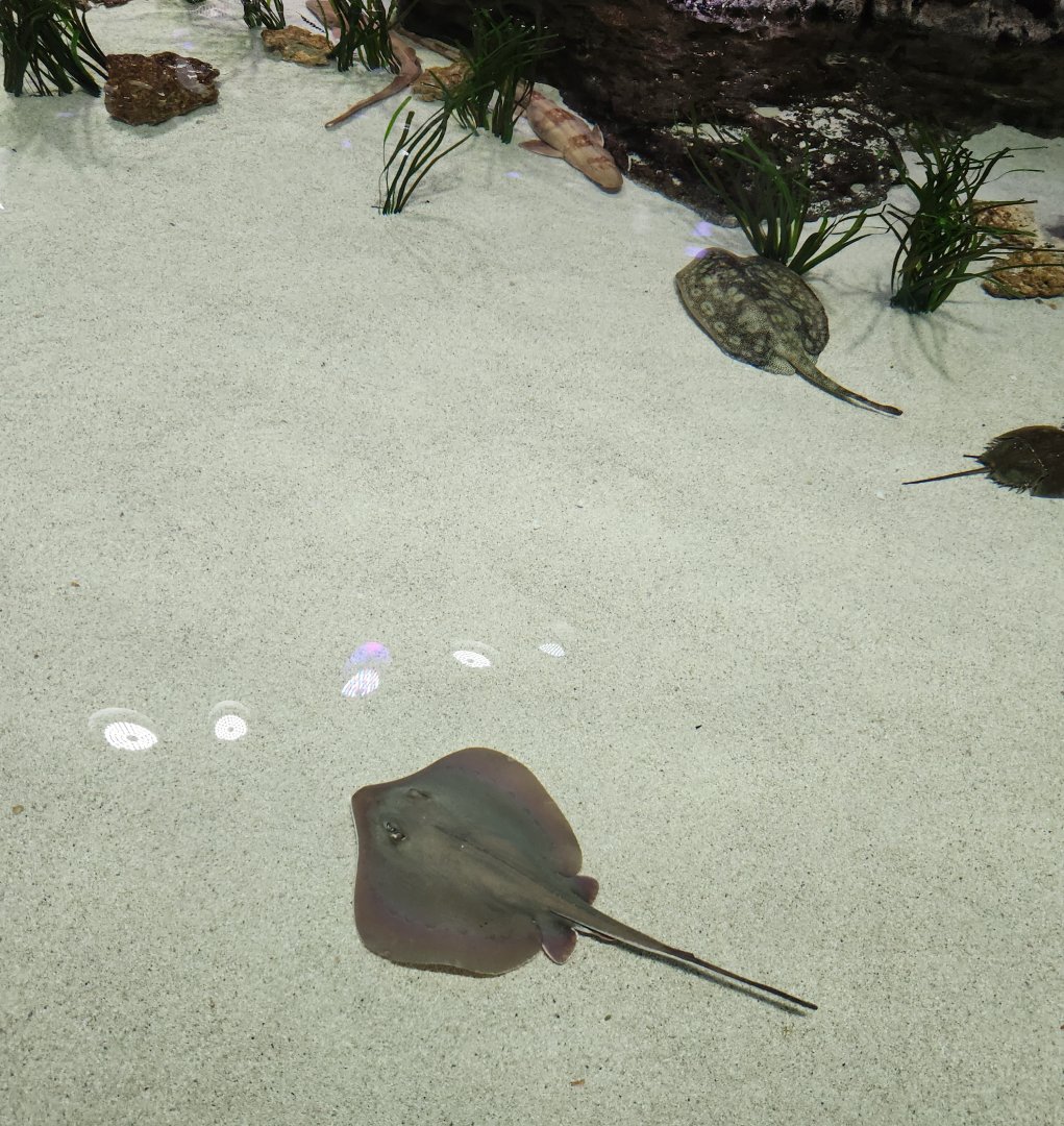 Mississippi Aquarium - Stingrays