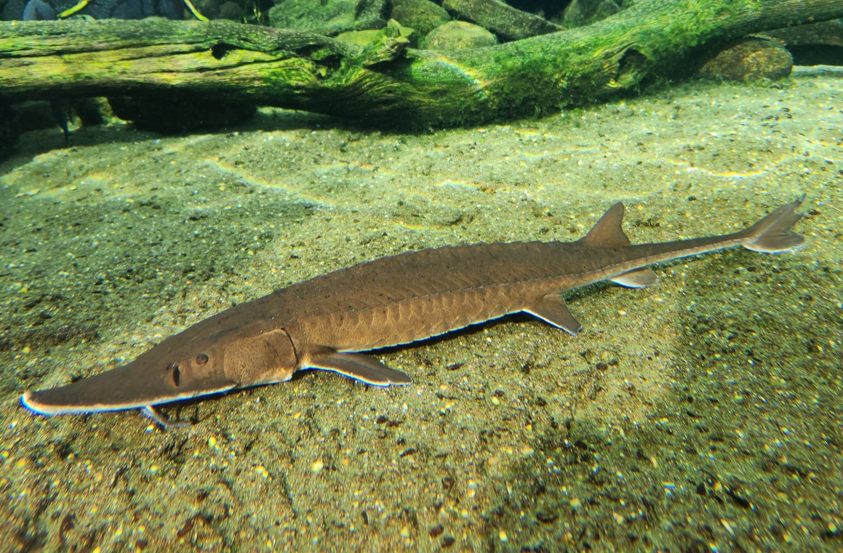 Mississippi Aquarium - Sturgeon