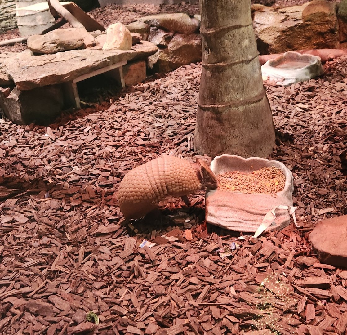 Mississippi Aquarium - Three-banded Armadillo