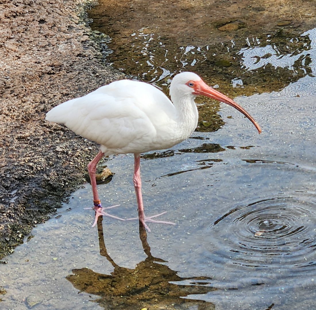 Mississippi Aquarium - White Ibis