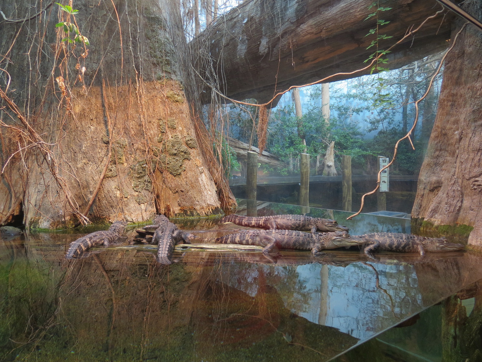 Mississippi Delta Country - Alligator Bank Exhibit - American Alligator