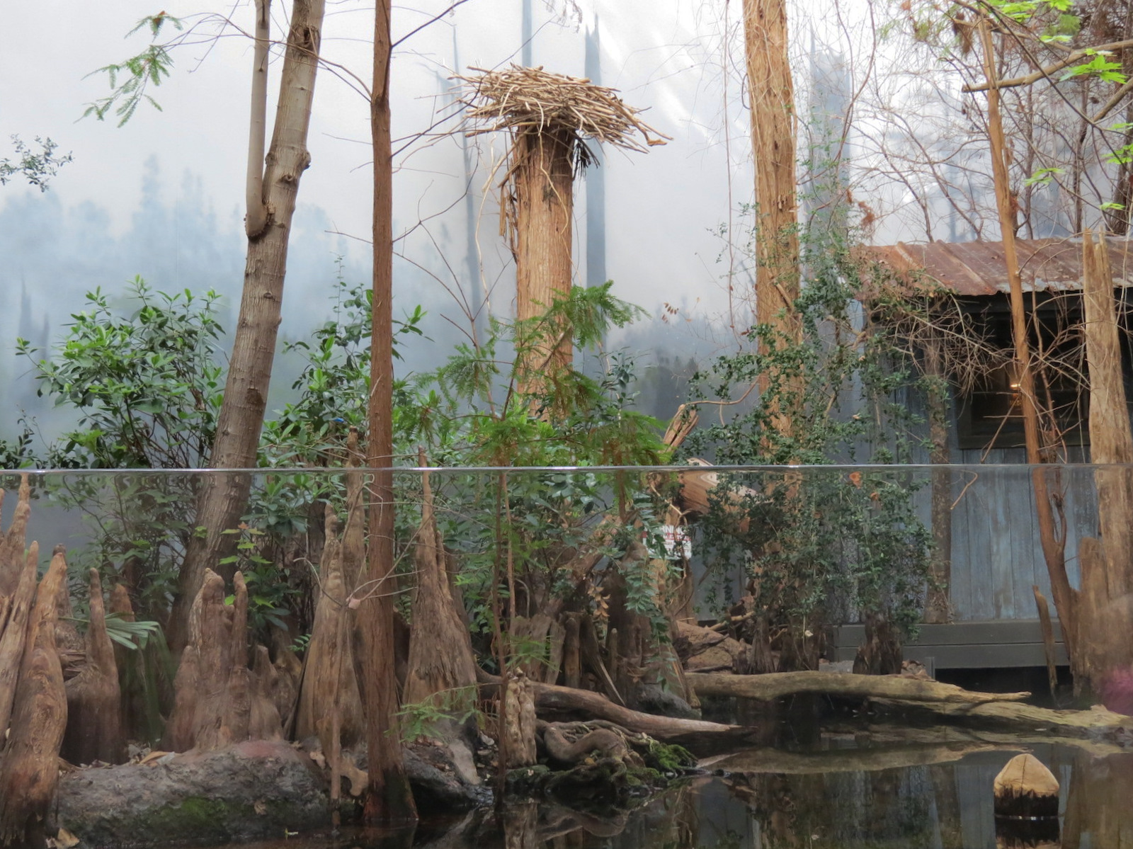 Mississippi Delta Country - Alligator Bank Exhibit