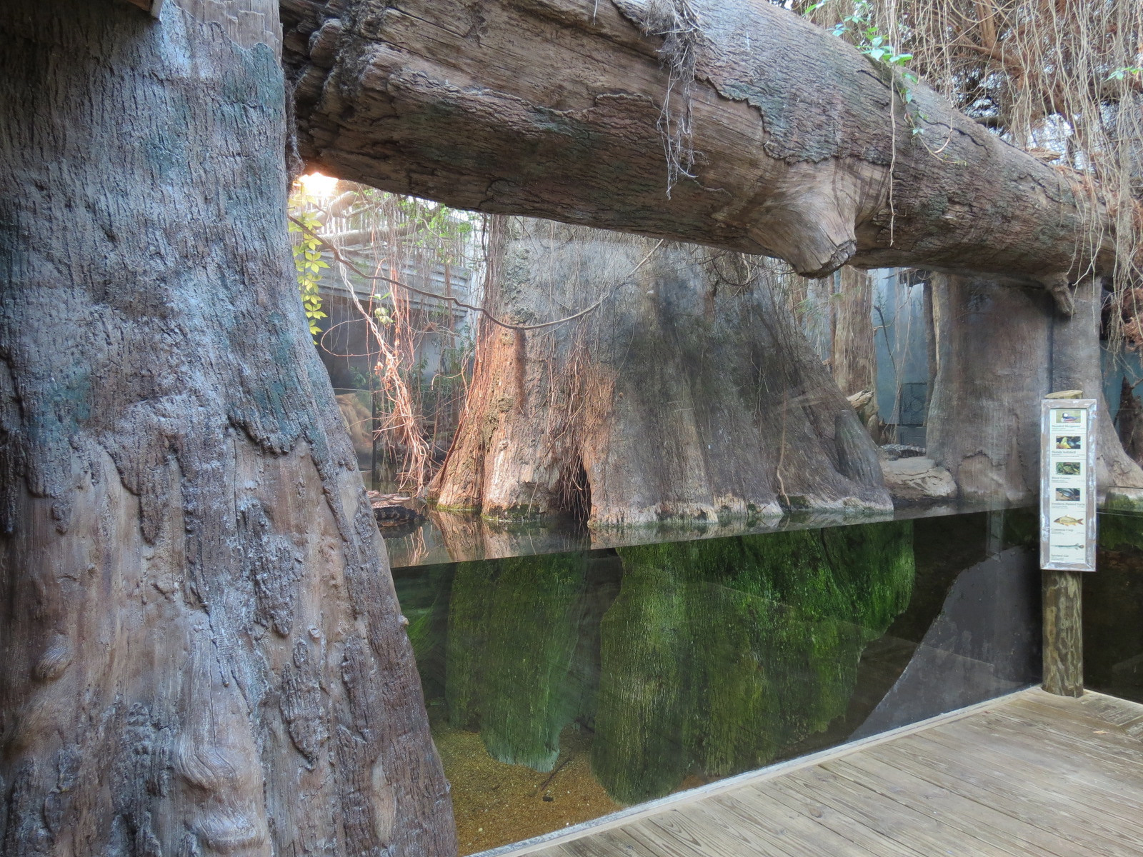 Mississippi Delta Country - Alligator Bank Exhibit
