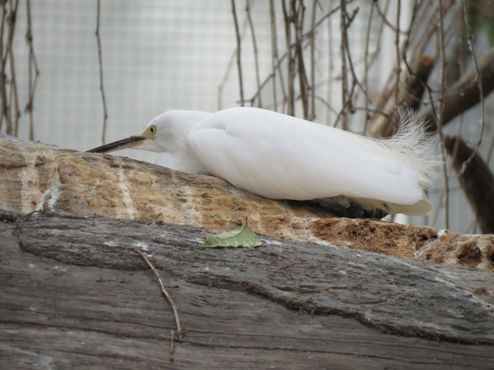 Mississippi Delta Country - Bird Free-flight Atrium - Snowy Egret