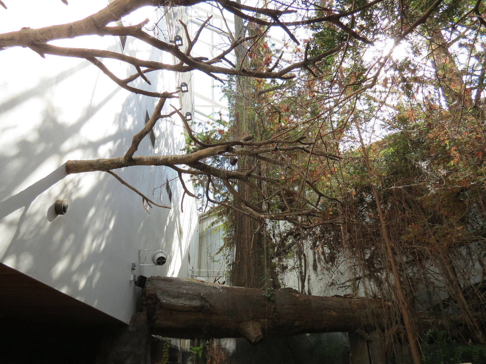 Mississippi Delta Country - Bird Free-flight Atrium