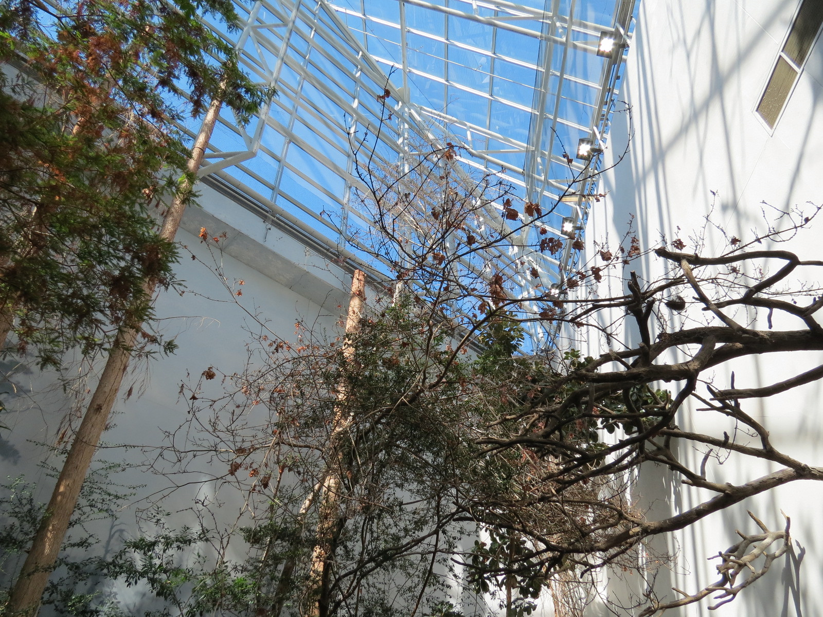 Mississippi Delta Country - Bird Free-flight Atrium