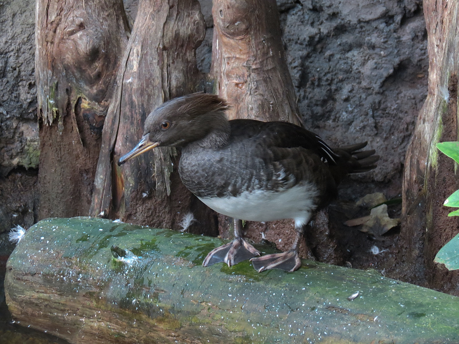 Mississippi Delta Country - Delta Swamp Exhibit - Hooded Merganser