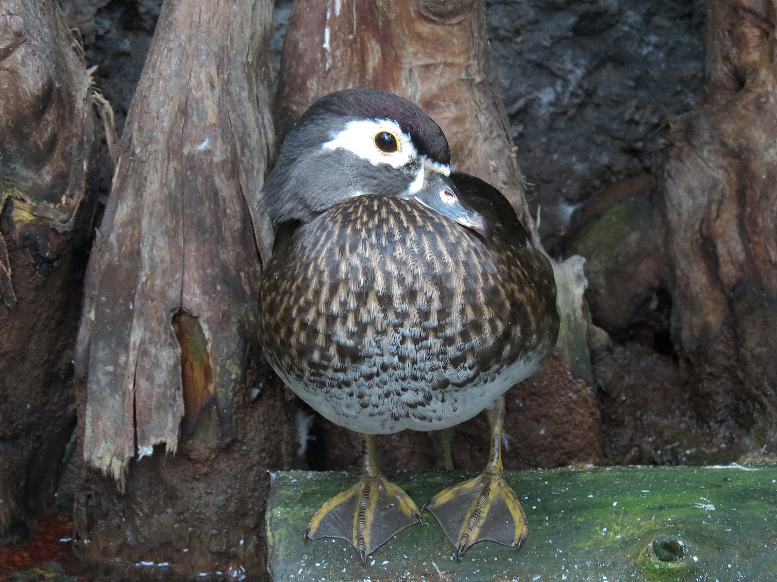 Mississippi Delta Country - Delta Swamp Exhibit - Wood Duck