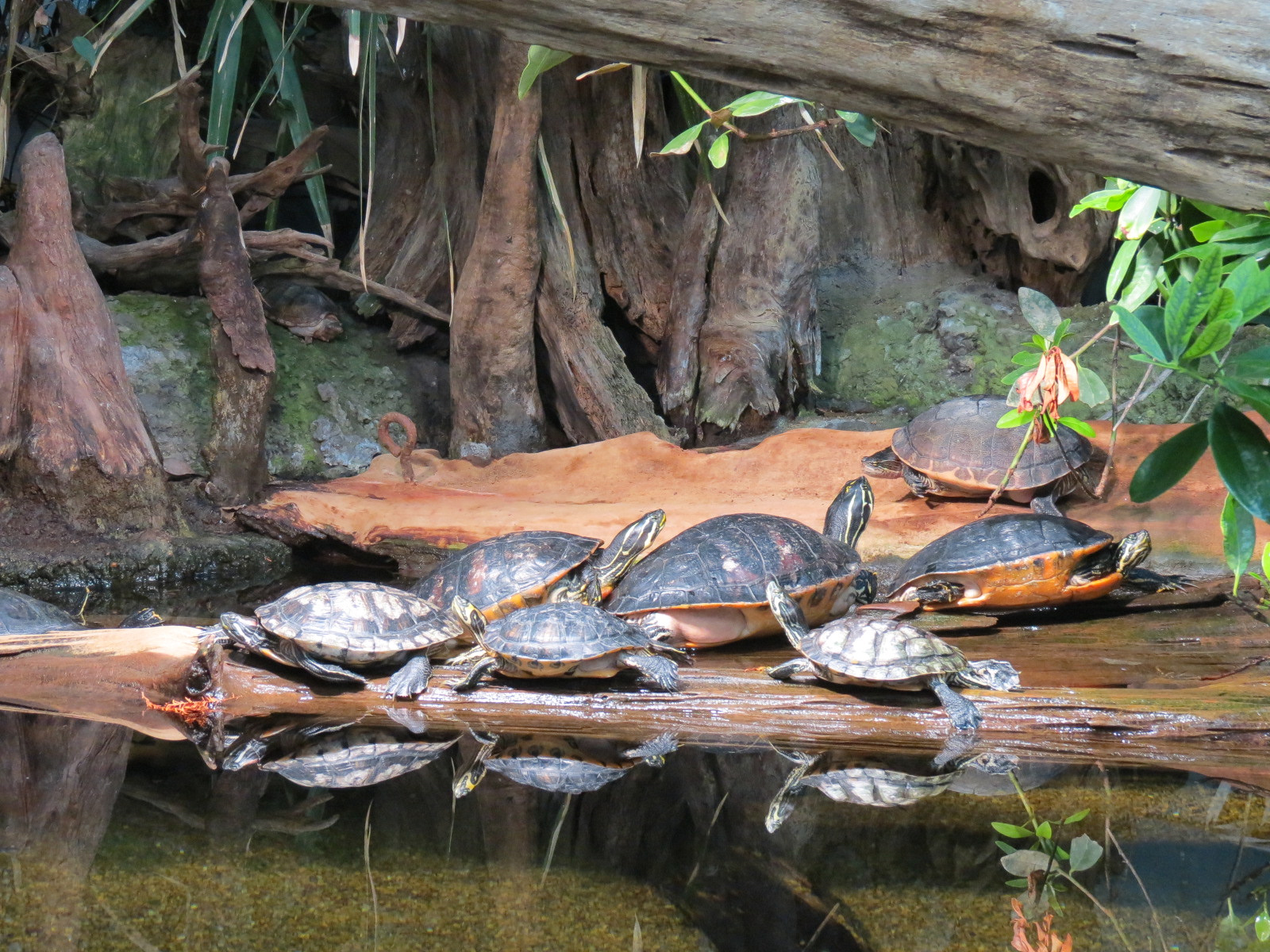 Mississippi Delta Country - Delta Swamp Exhibit