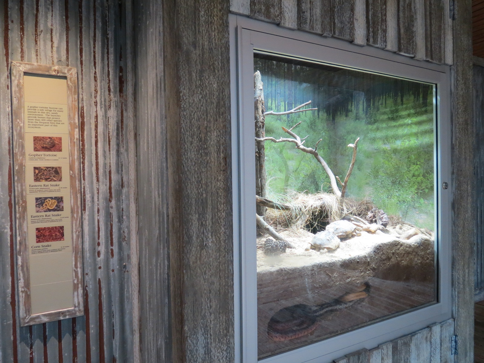 Mississippi Delta Country - Gopher Tortoise and Snakes Exhibit