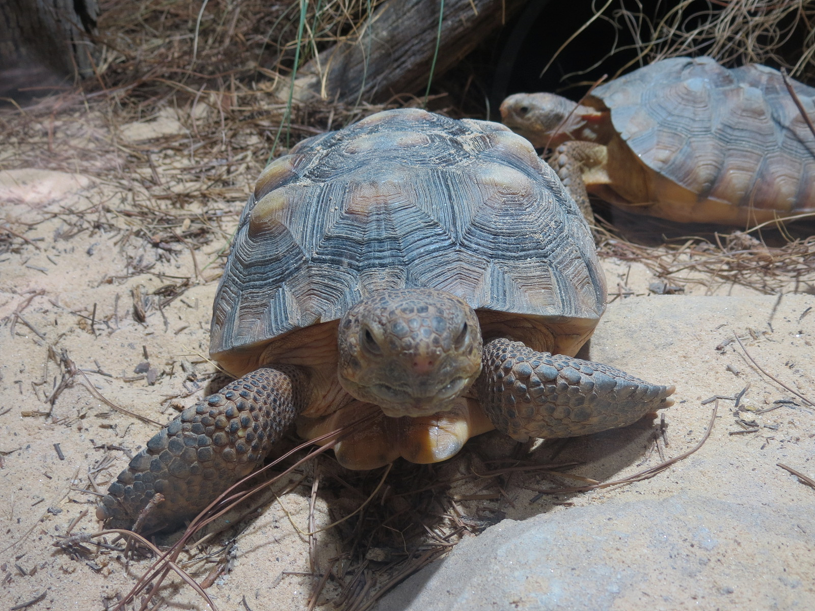 Mississippi Delta Country - Gopher Tortoise and Snakes Exhibit