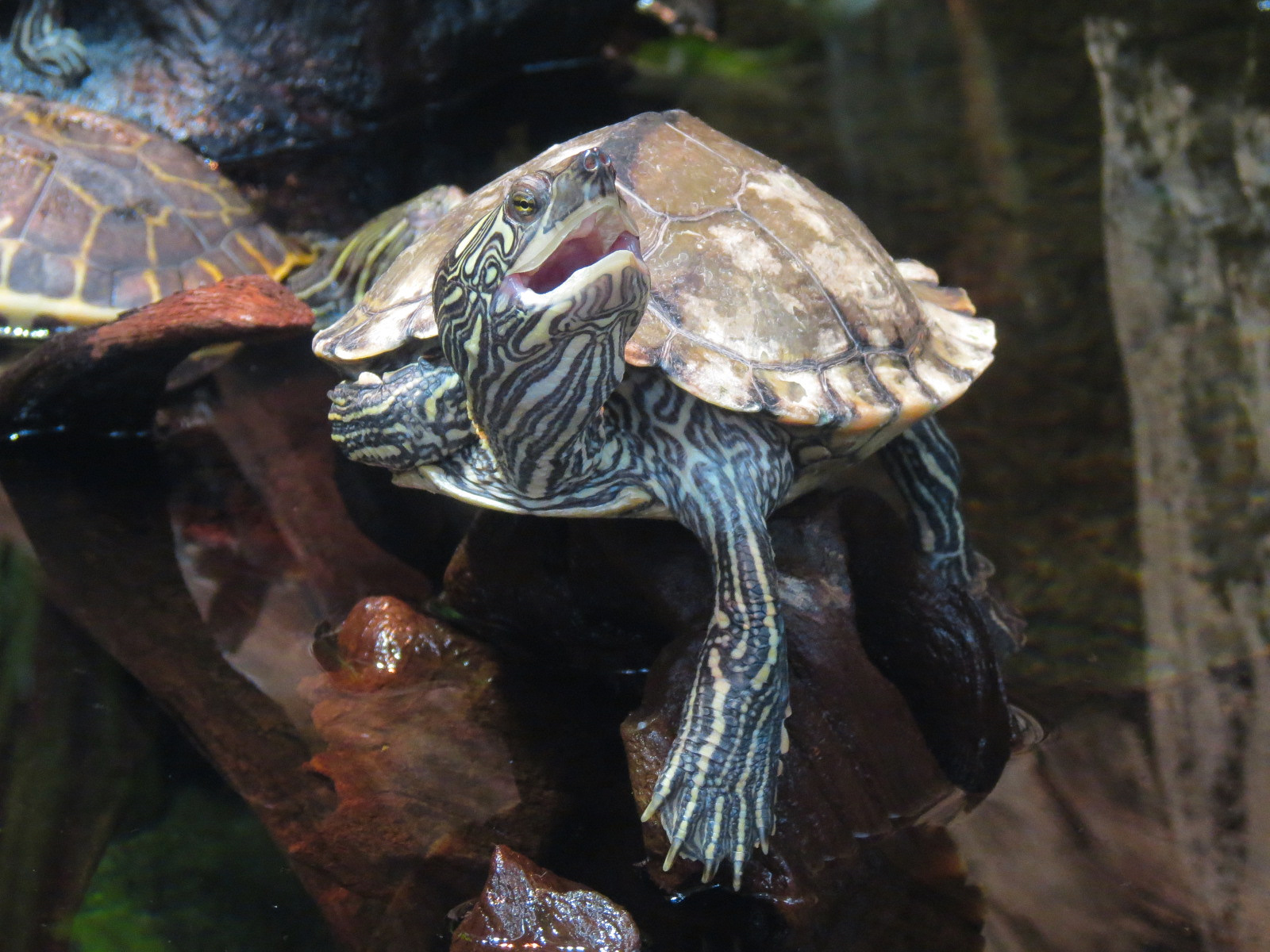 Mississippi Delta Country - Turtle Exhibit - Barbour's Map Turtle