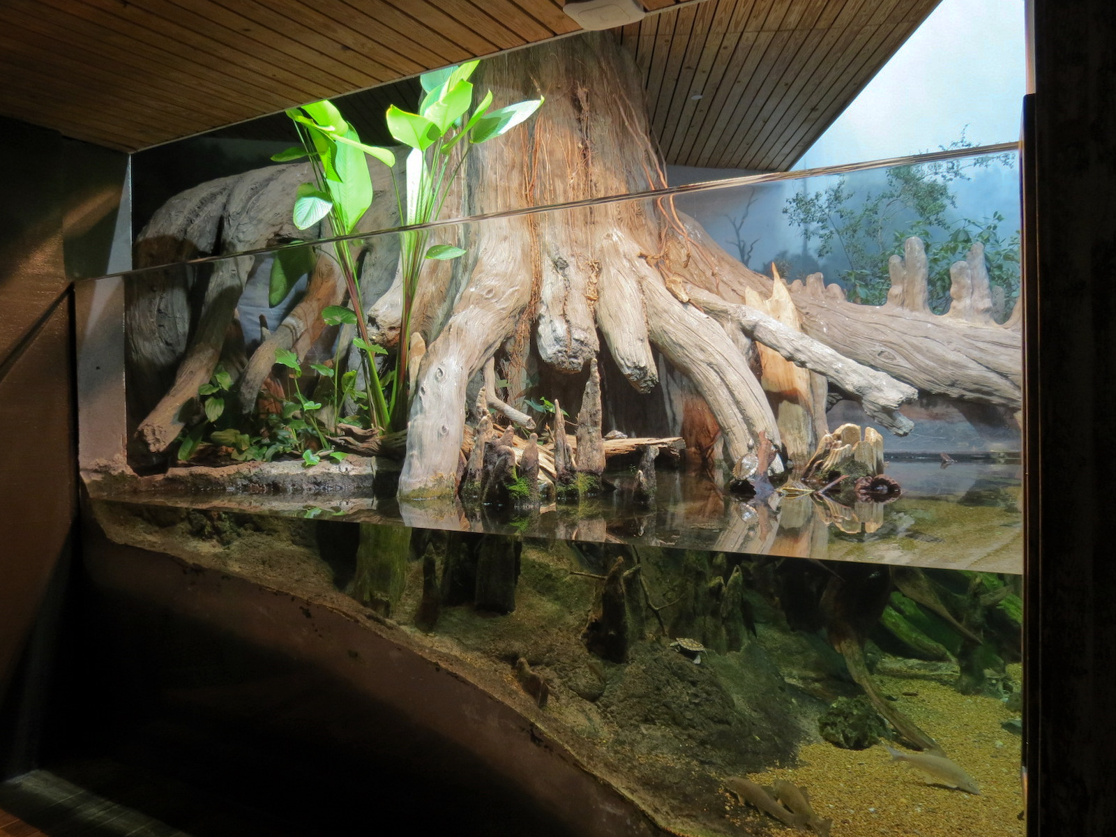 Mississippi Delta Country - Turtle Exhibit