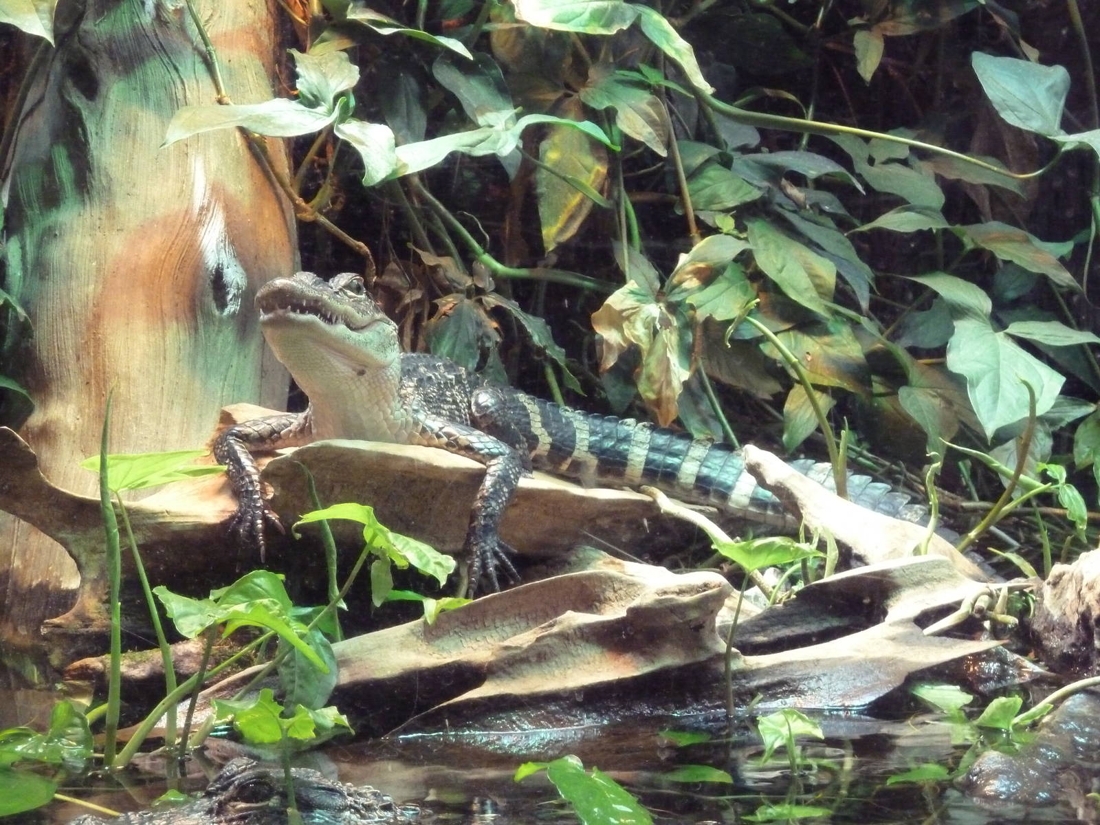 Mississippi Delta - Juvenile Alligator