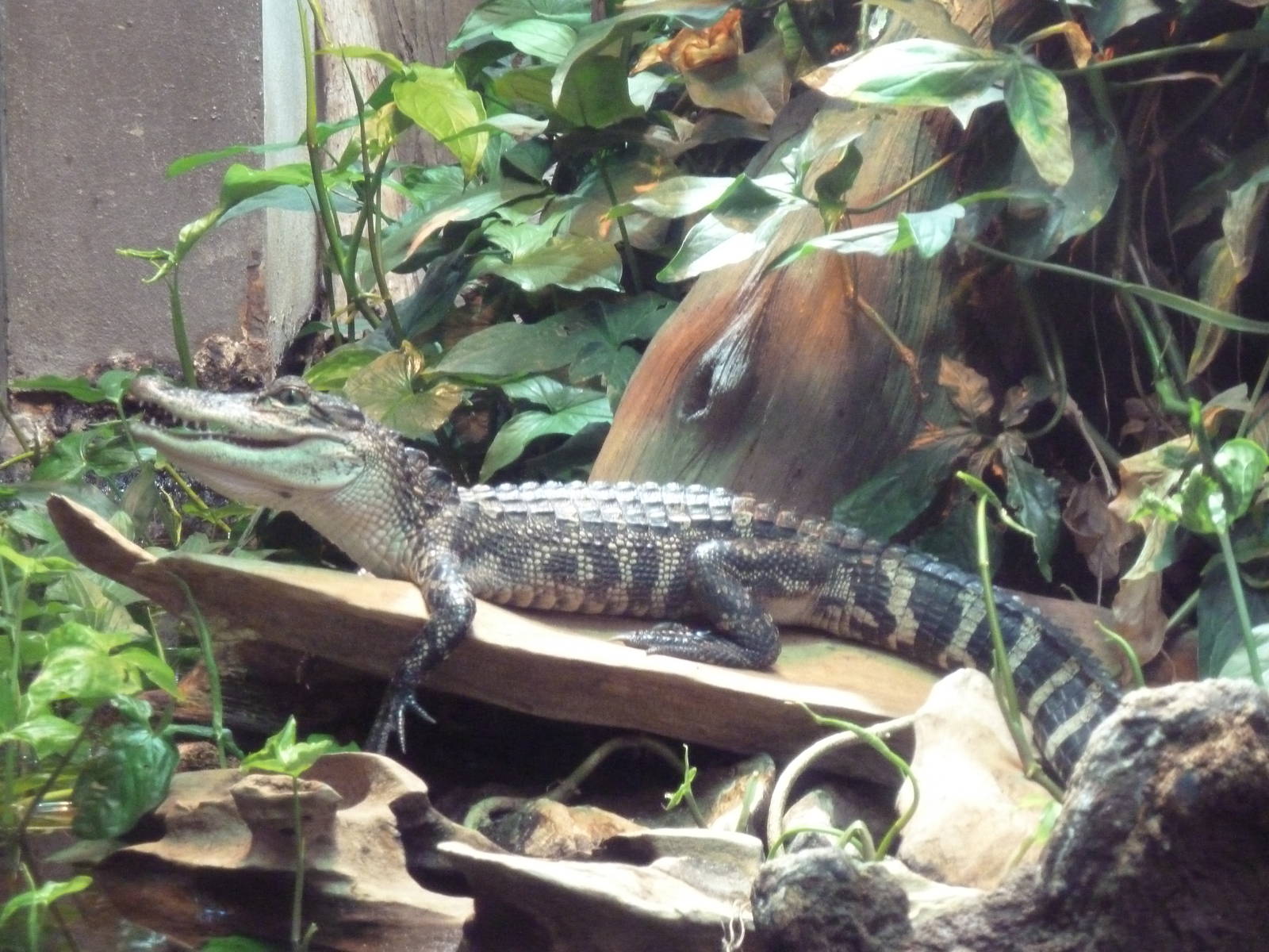 Mississippi Delta - Juvenile Alligator