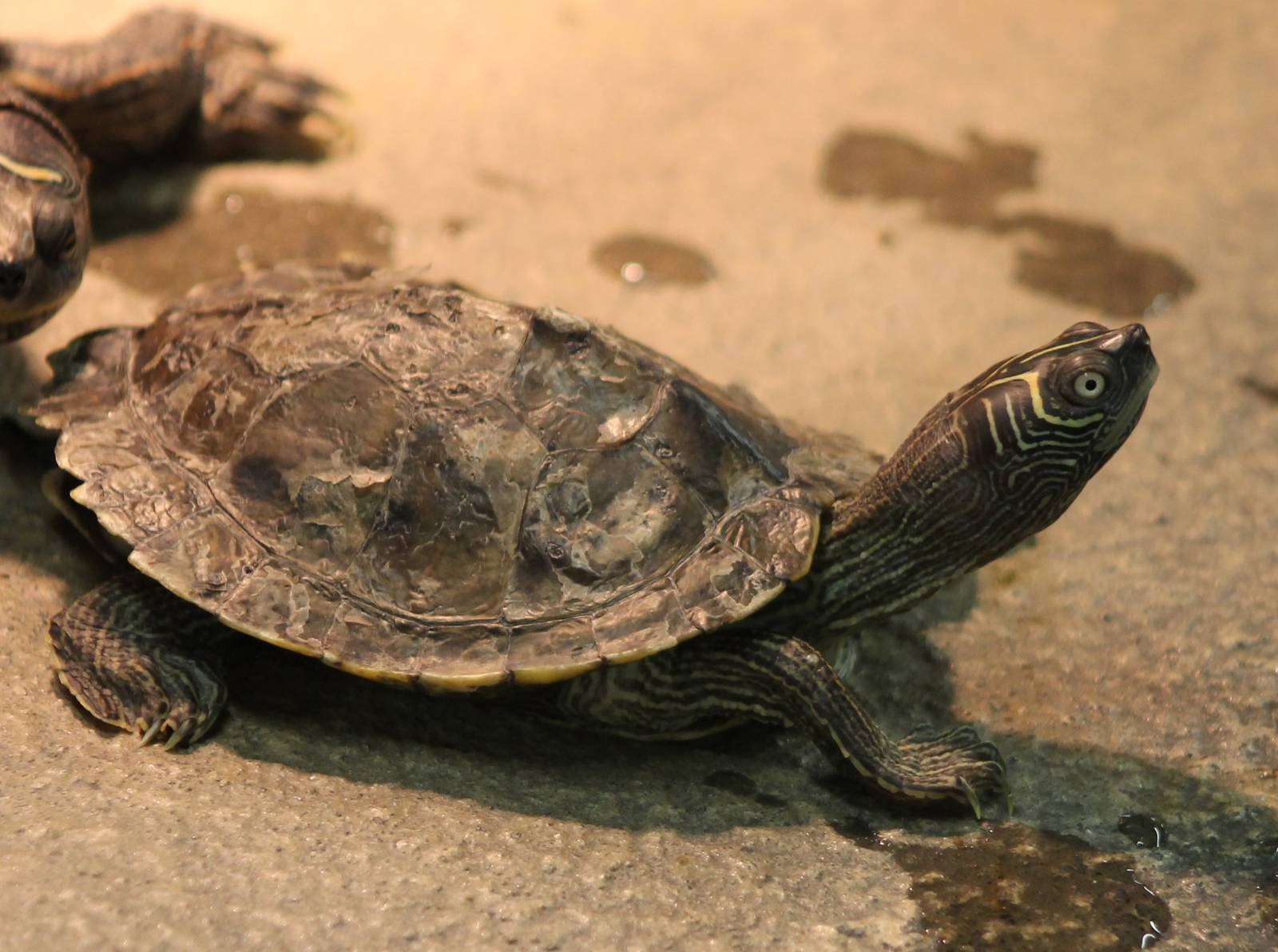 Mississippi false map turtle