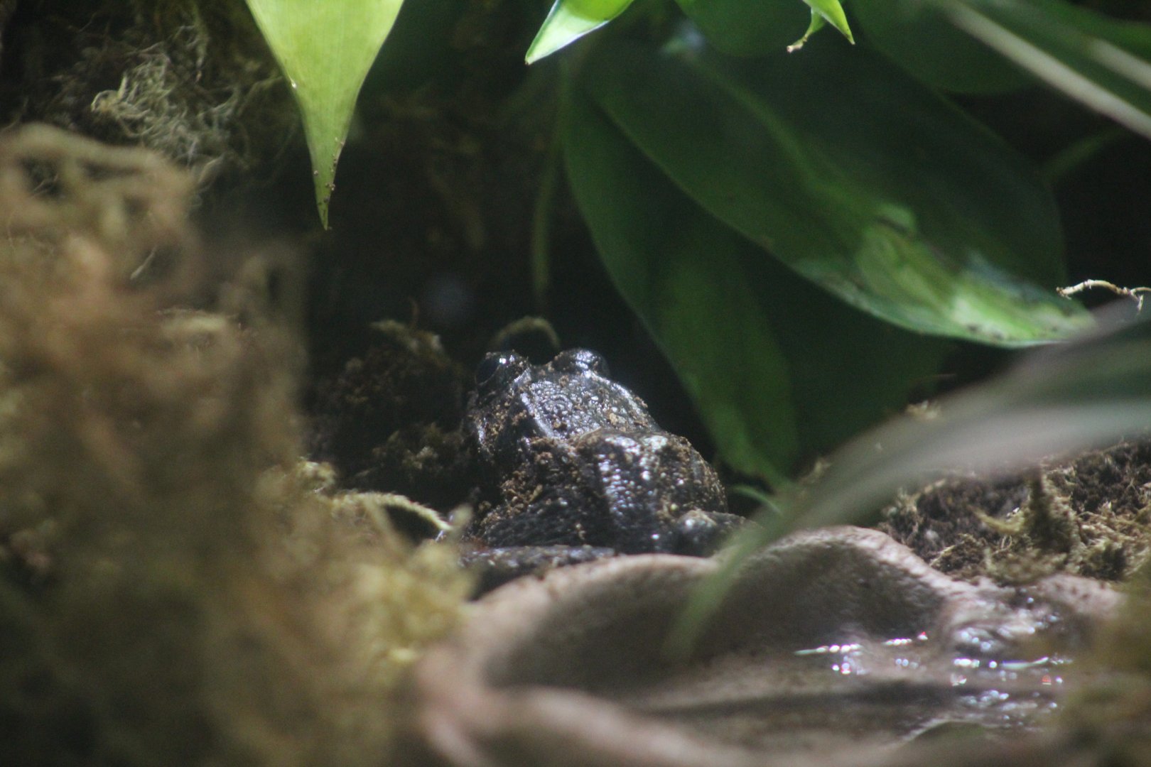Mississippi Gopher Frog